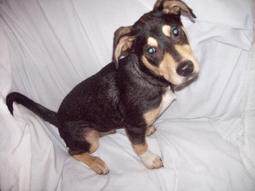 Petey-ADOPTED 4/3/10