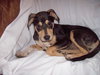 Petey-ADOPTED 4/3/10