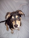 Petey-ADOPTED 4/3/10