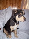 Petey-ADOPTED 4/3/10