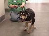 Petey-ADOPTED 4/3/10