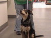 Petey-ADOPTED 4/3/10