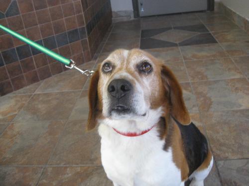 Nicky-ADOPTED 5/1/10