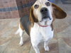 Nicky-ADOPTED 5/1/10