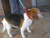 Nicky-ADOPTED 5/1/10