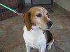 Nicky-ADOPTED 5/1/10