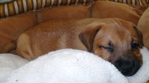 Bonnie-adopted 4/23/10