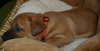 Bonnie-adopted 4/23/10