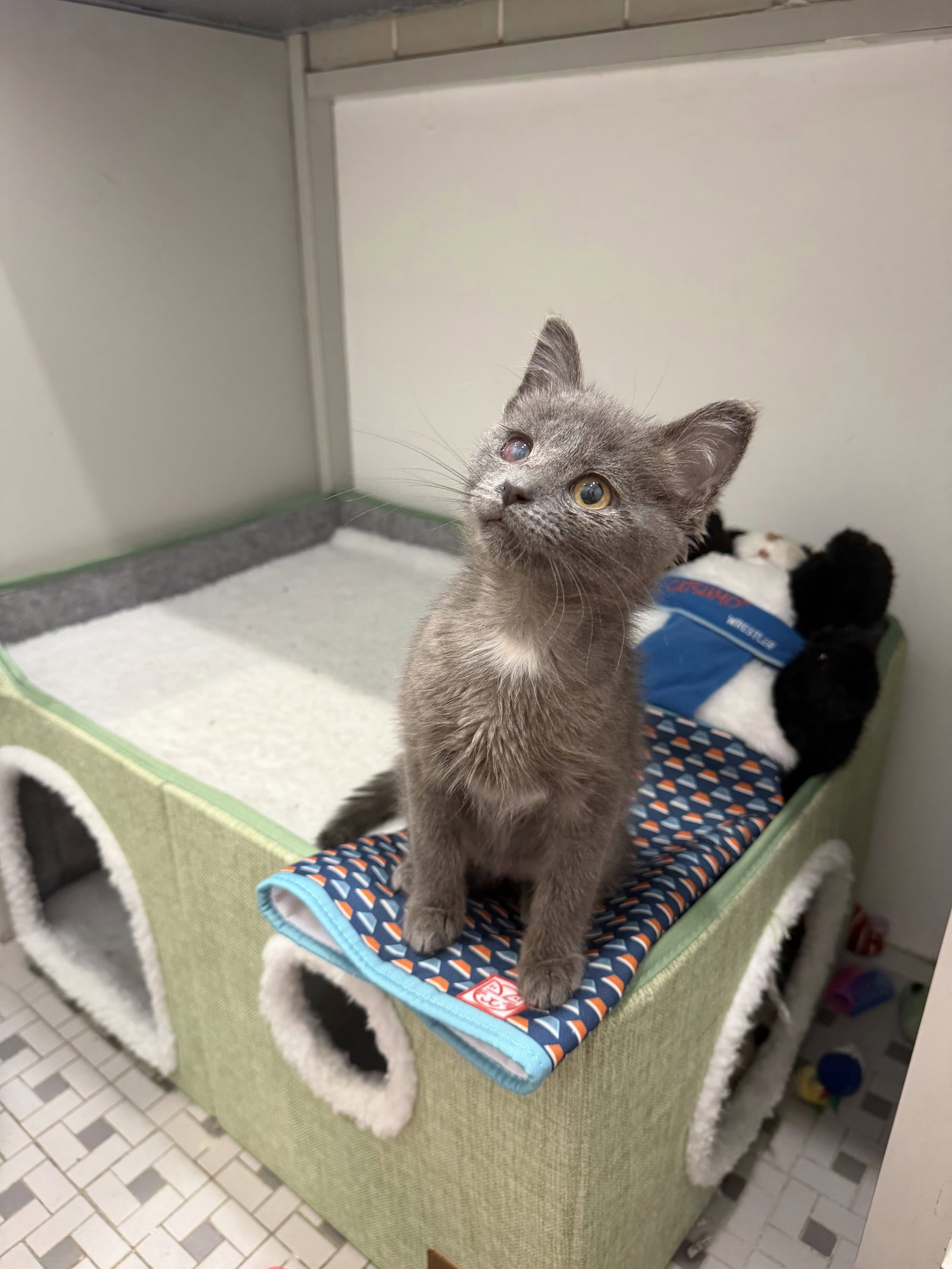 Winnie, Domestic Short Hair