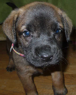 Bizzy - ADOPTED 4.3.10