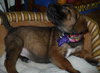 Bizzy - ADOPTED 4.3.10