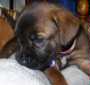 Bizzy - ADOPTED 4.3.10