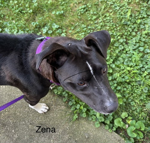 Photo 3 of Jv Litter Zena (mom)