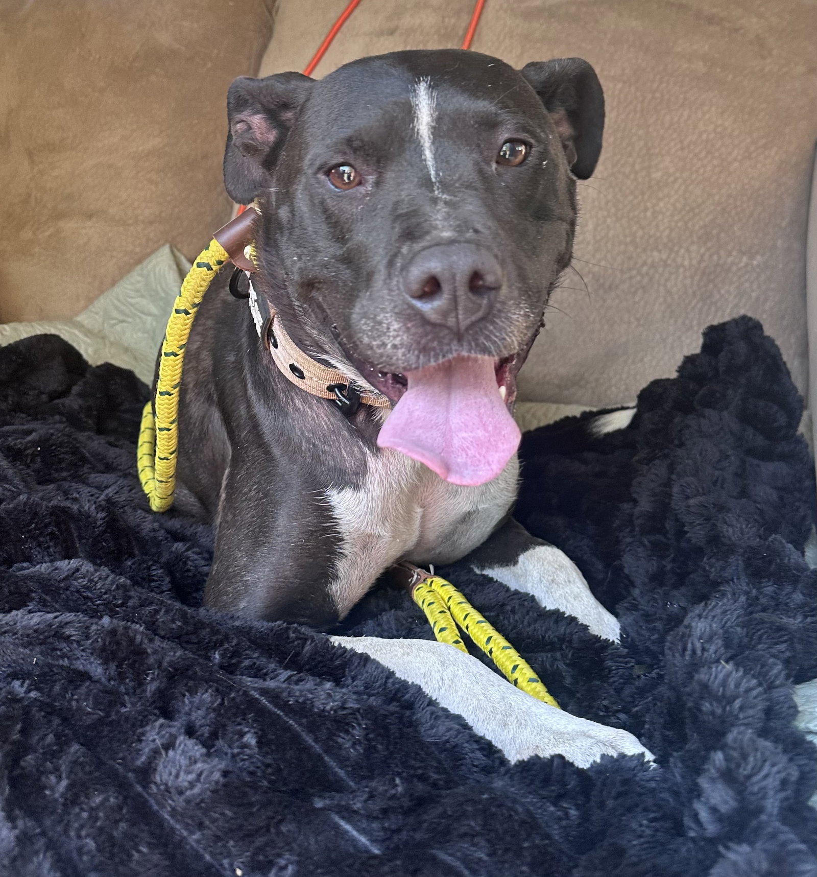Jv Litter Zena (mom), photo 4