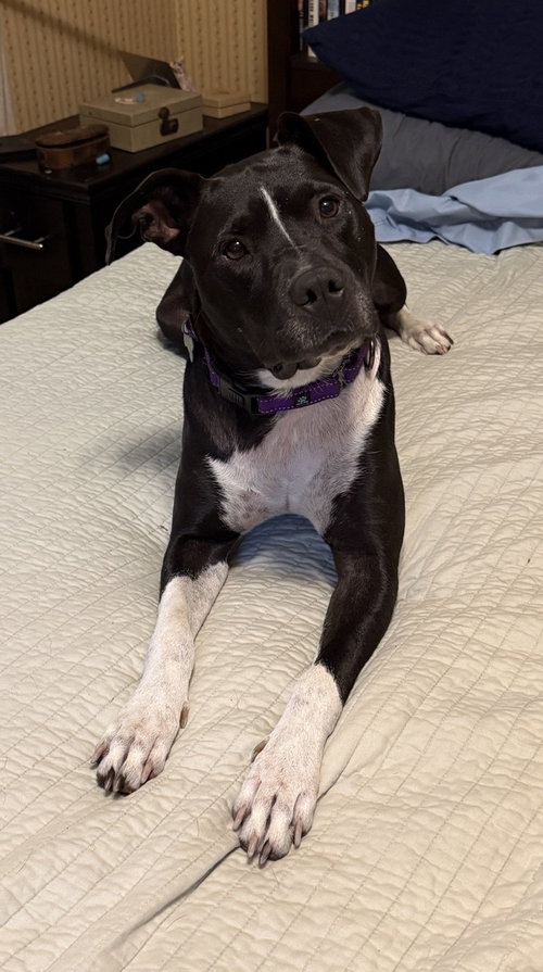 Jv Litter Zena (mom), a dog for adoption from Last Day Dog Rescue