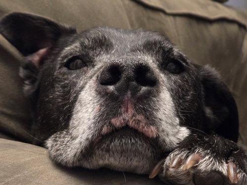 Photo 2 of Jv Litter Zena (mom)