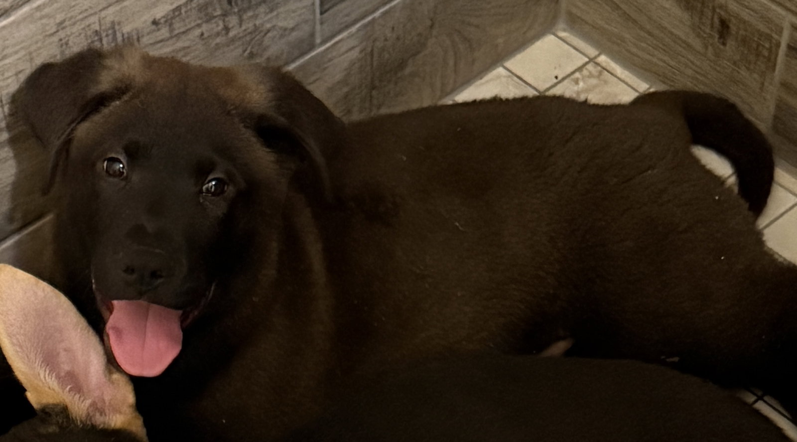 Jv Litter Lennon - ADOPTED, American Pit Bull Terrier