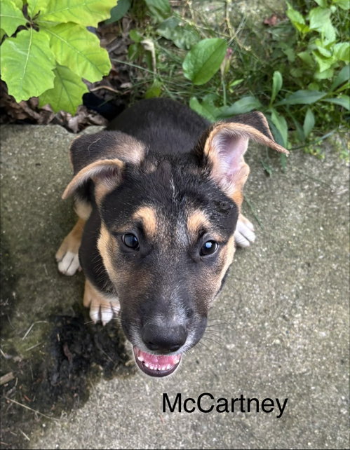 Photo 2 of Jv Litter McCartney - ADOPTED