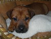 Blythe-adopted 4/24/10