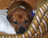 Blythe-adopted 4/24/10