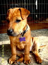 Blythe-adopted 4/24/10