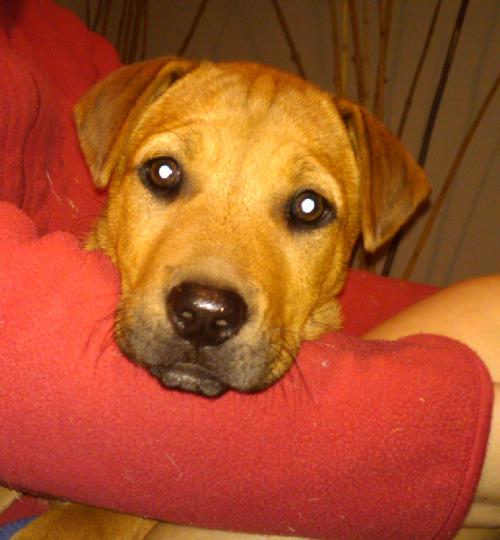 Blythe-adopted 4/24/10