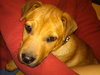 Blythe-adopted 4/24/10