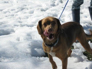 Dolly - Adopted