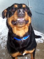 Max - ADOPTED 04.2010