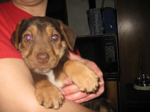 Suede-adopted 4/5/10