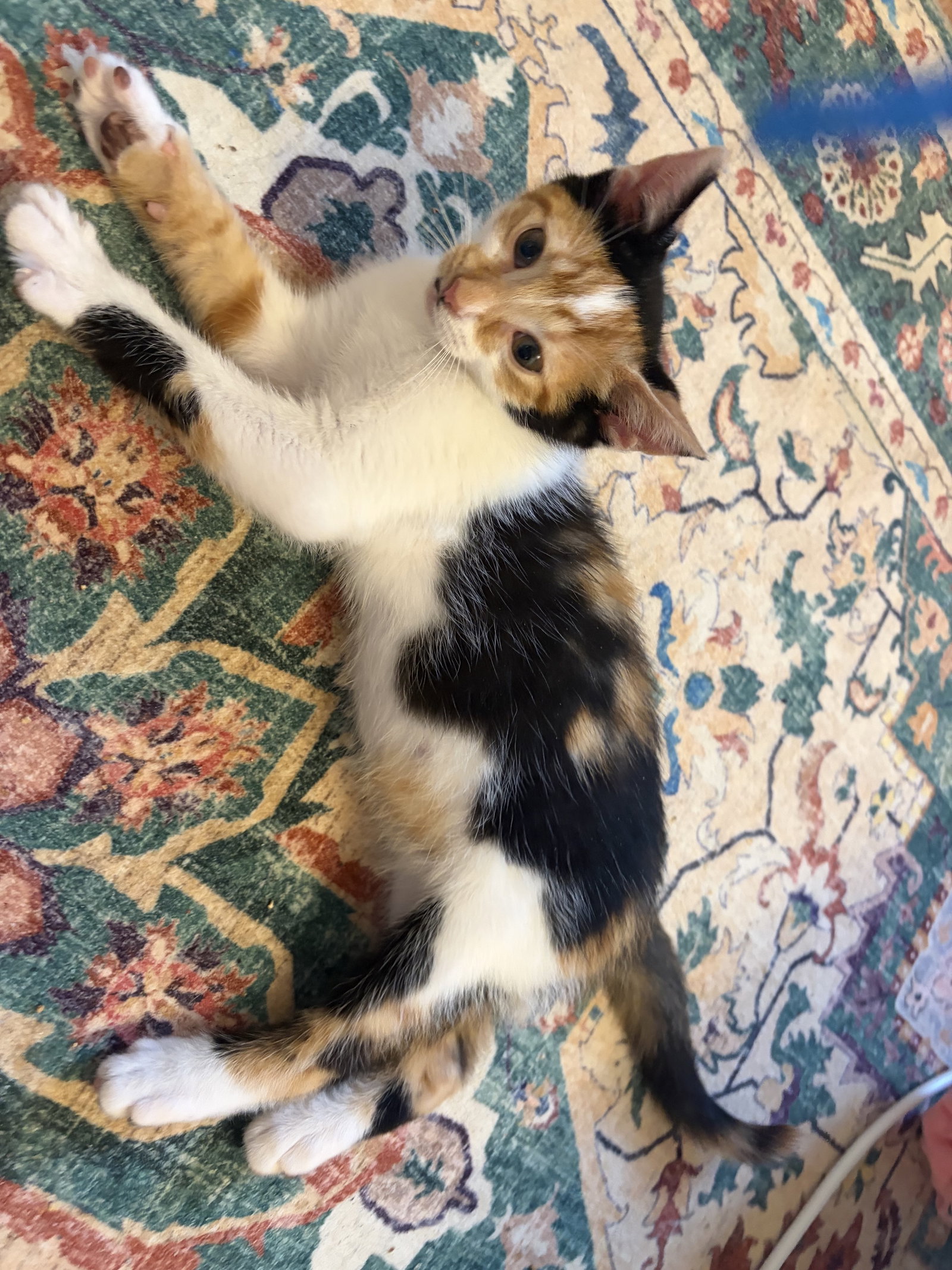 Ig Litter ChaCha, Calico