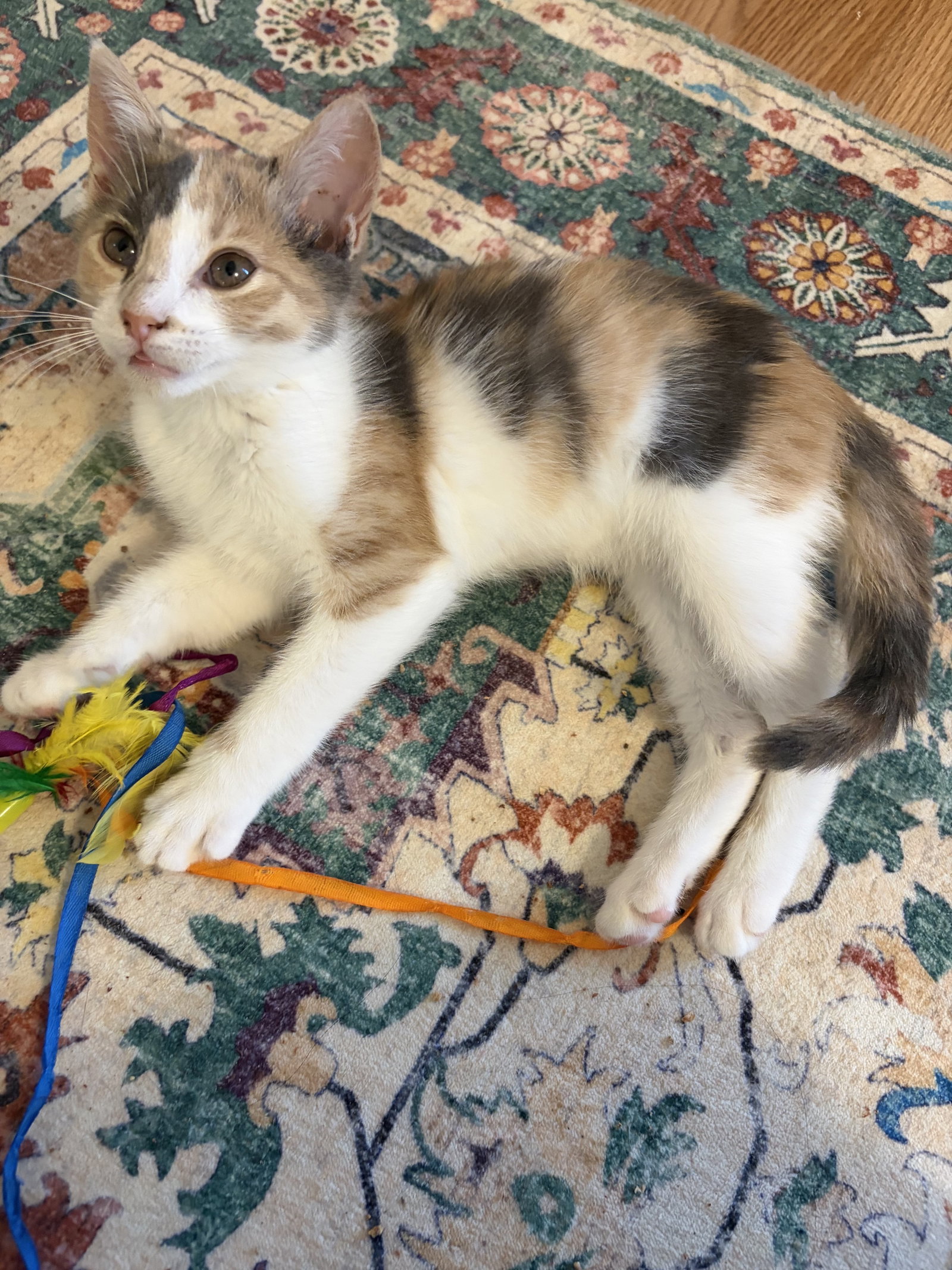 Ig Litter - BillyPawlish, Calico