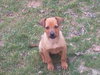 Dixie-ADOPTED 4/6/10