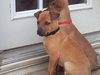 Dixie-ADOPTED 4/6/10
