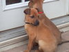 Dixie-ADOPTED 4/6/10