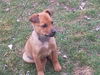 Trixie-ADOPTED 4/6/10