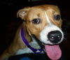 Trudy - ADOPTED 04.10.10