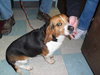 Spot - ADOPTED 04.03.10
