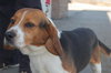 Spot - ADOPTED 04.03.10
