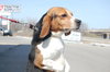 Spot - ADOPTED 04.03.10