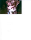 Brady - ADOPTED 04.13.10