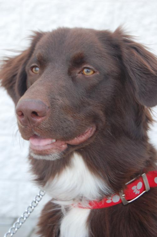Brady - ADOPTED 04.13.10
