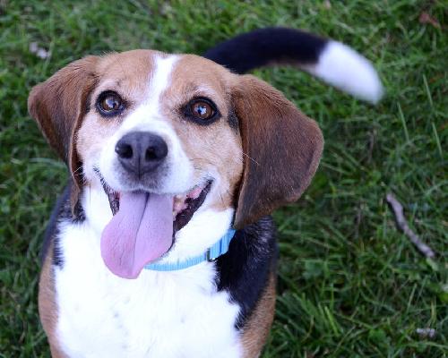 Corky - ADOPTED (Missing Contract)