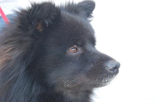 Spiro - ADOPTED 07.10.10