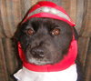 Spiro - ADOPTED 07.10.10