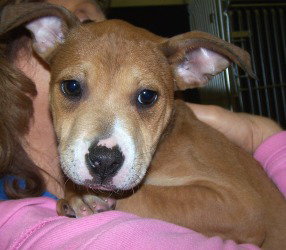 Roxanne - ADOPTED 04.26.10