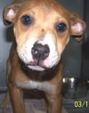 Roxanne - ADOPTED 04.26.10