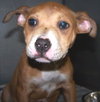 Roxanne - ADOPTED 04.26.10