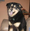 Shay-ADOPTED 09.03.13