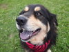 Shay-ADOPTED 09.03.13